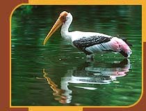 Painted Stork - Kanha National Park